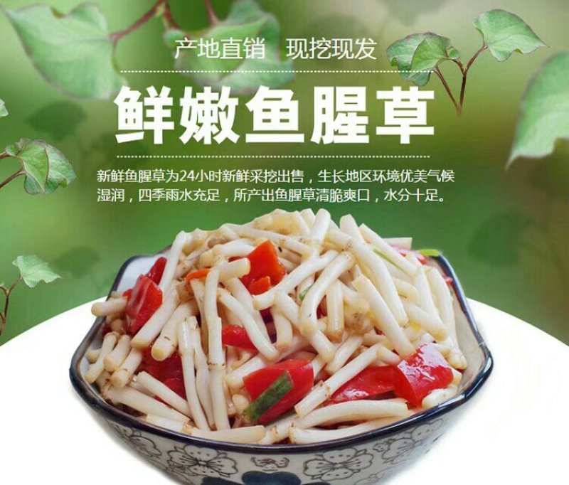 鱼腥草根鱼腥草折耳根