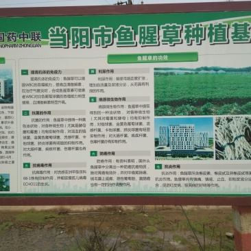 鱼腥草根鱼腥草折耳根