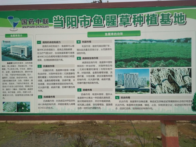 鱼腥草根鱼腥草折耳根