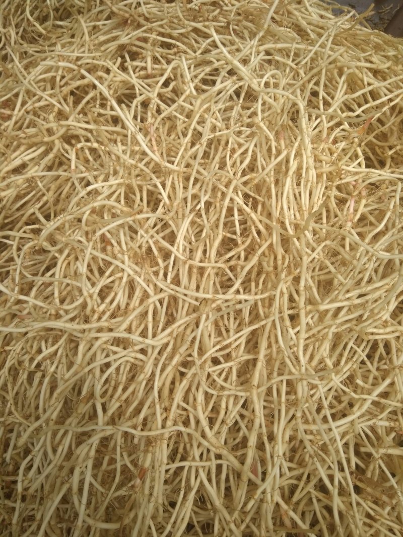 鱼腥草根鱼腥草折耳根