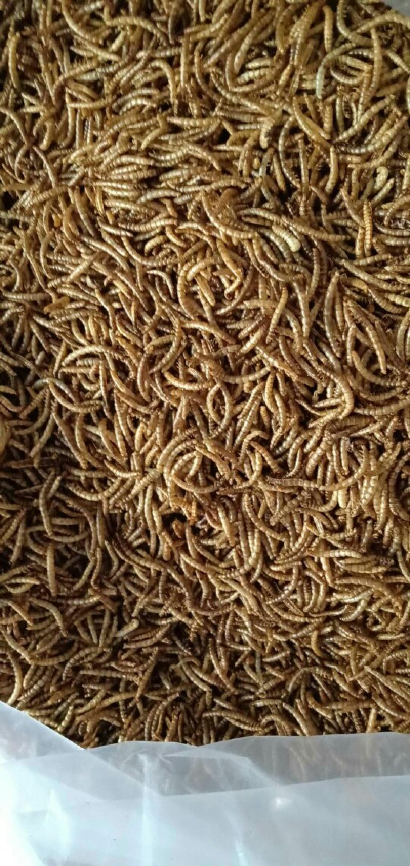 黄粉虫