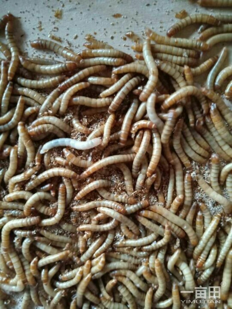 黄粉虫