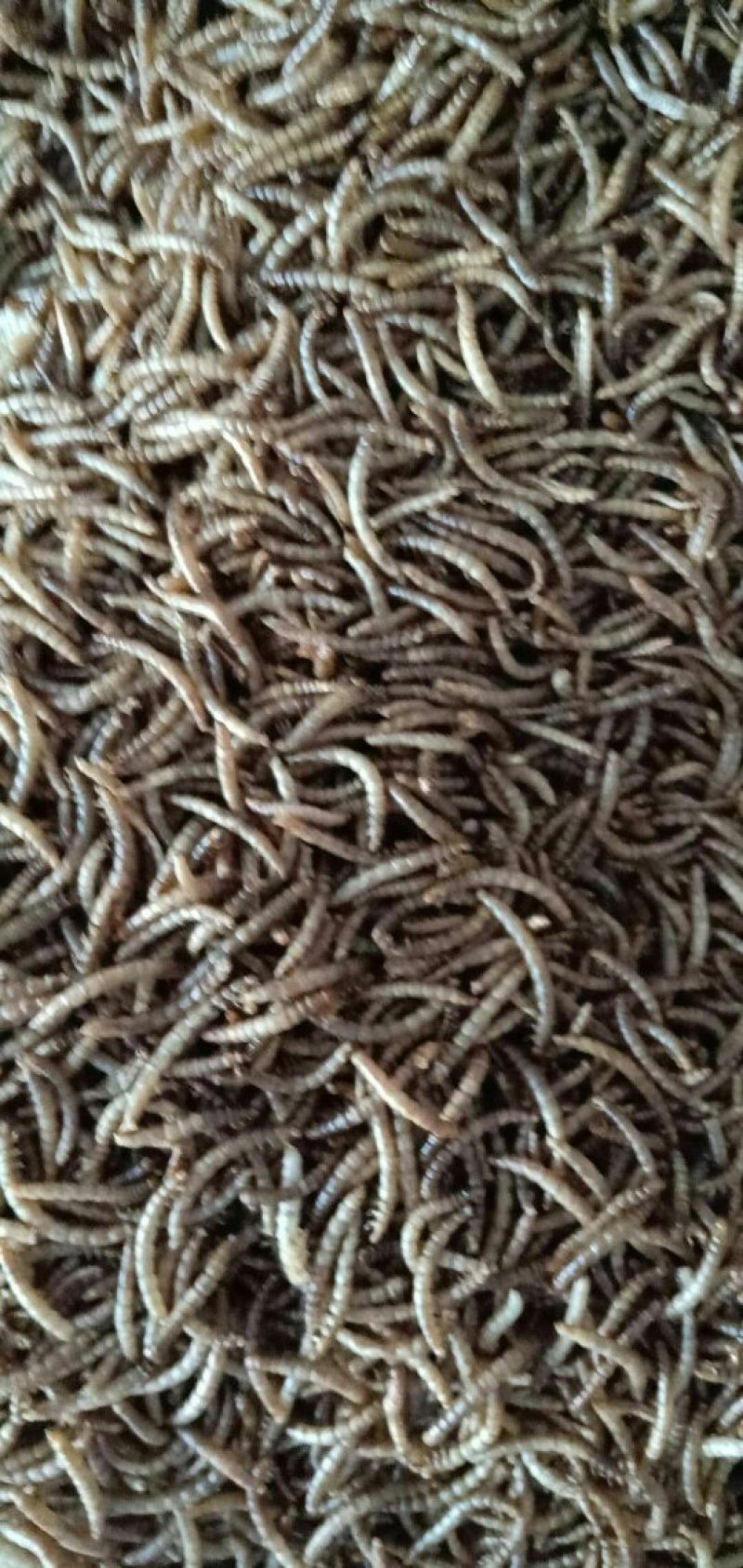 黄粉虫