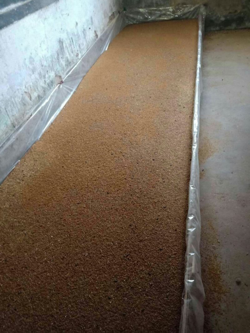 黄粉虫