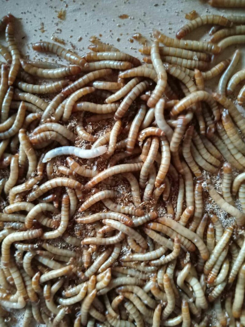 黄粉虫