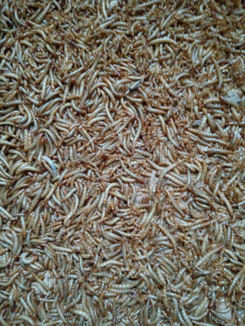 黄粉虫