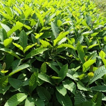 黎蒴杯苗造林苗黎蒴苗（大叶乐）大量供应价格实惠