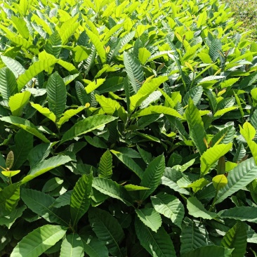 黎蒴杯苗造林苗黎蒴苗（大叶乐）大量供应价格实惠