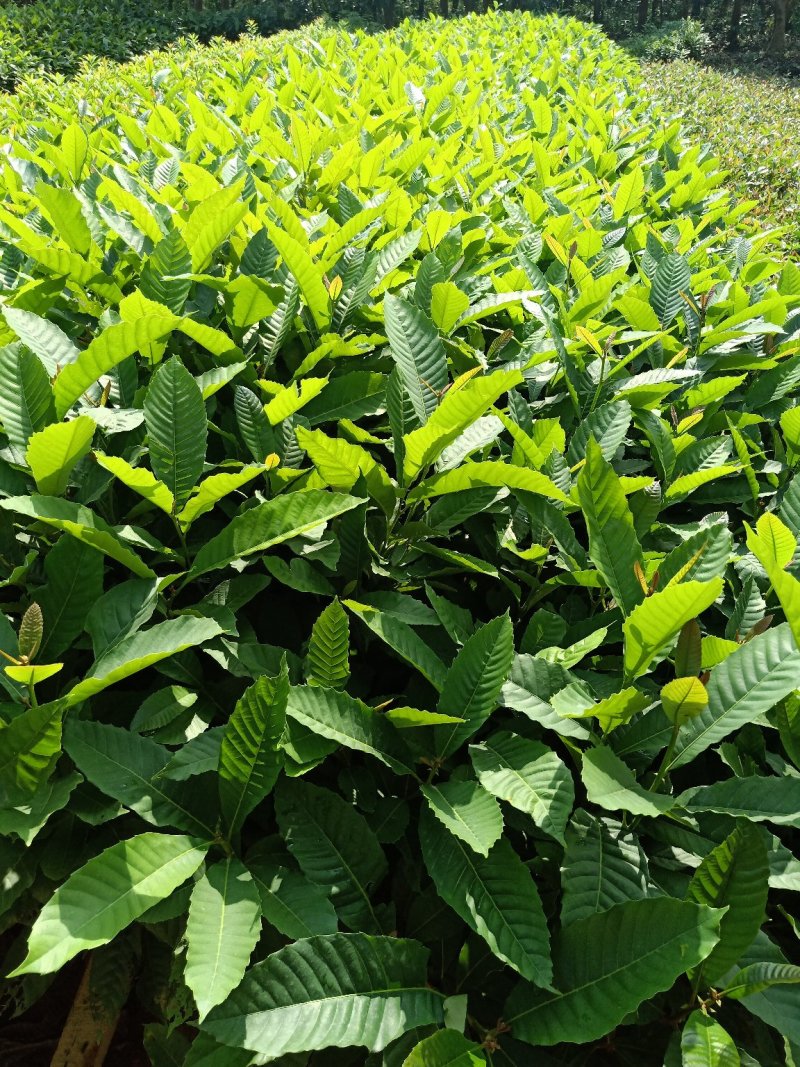 黎蒴杯苗造林苗黎蒴苗（大叶乐）大量供应价格实惠