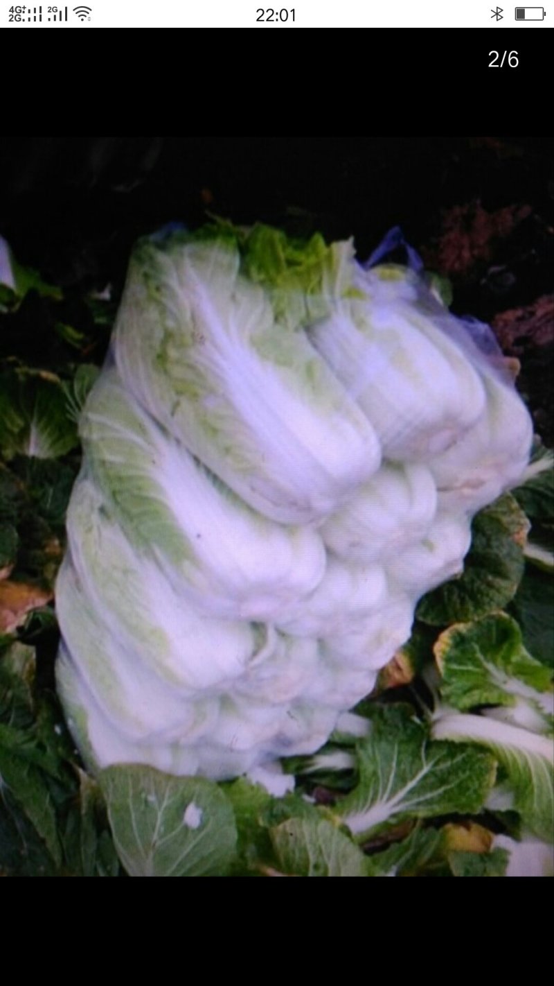 青杂三号白菜黄心白菜大青口白菜