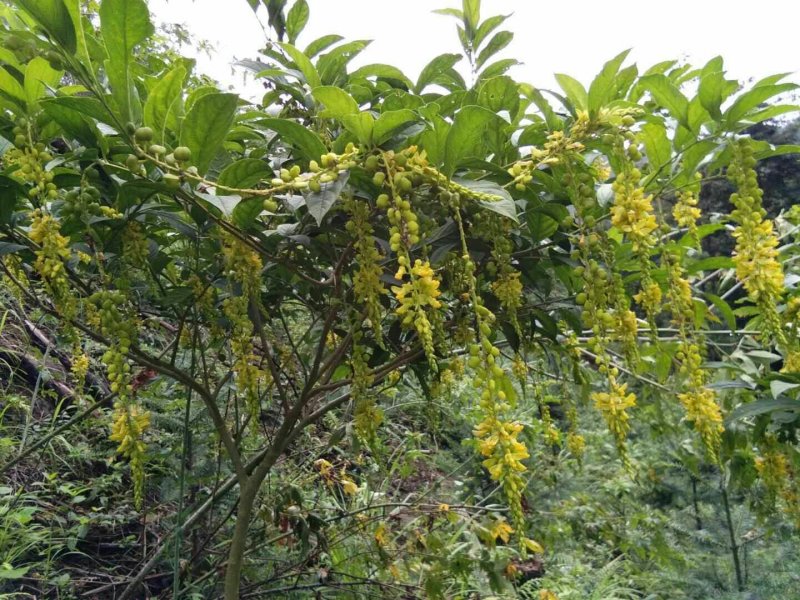 黄花倒水莲树桩野生黄花倒水莲大颗整颗出售