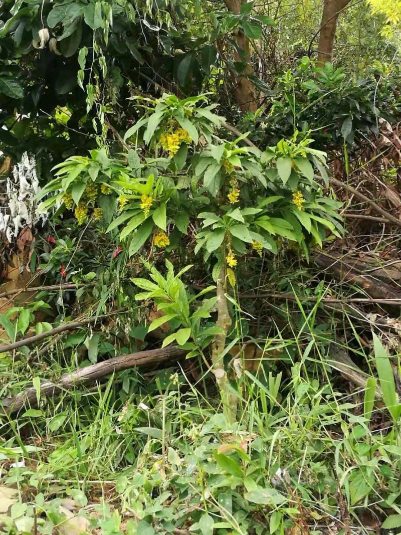 黄花倒水莲树桩野生黄花倒水莲大颗整颗出售