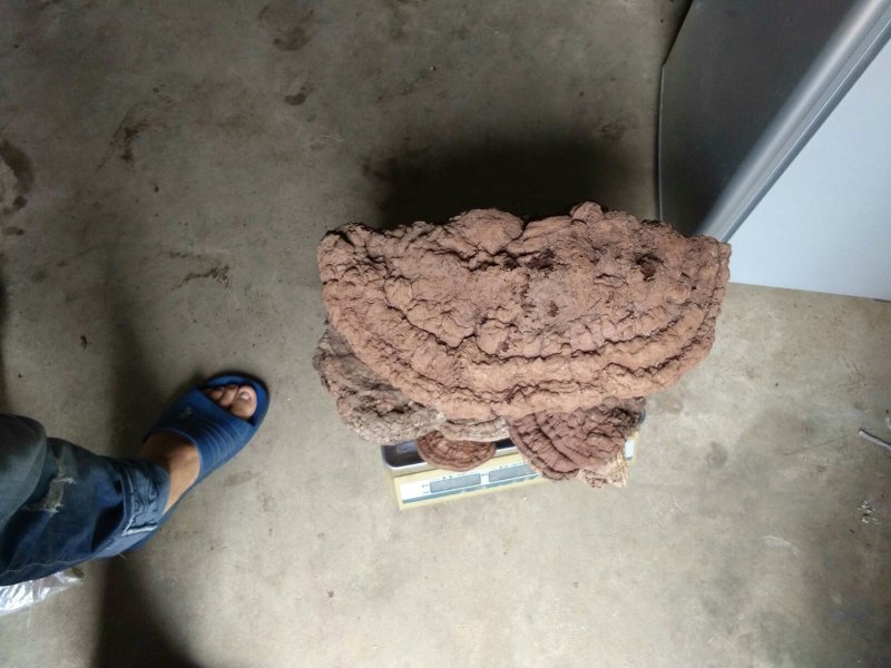 树舌
