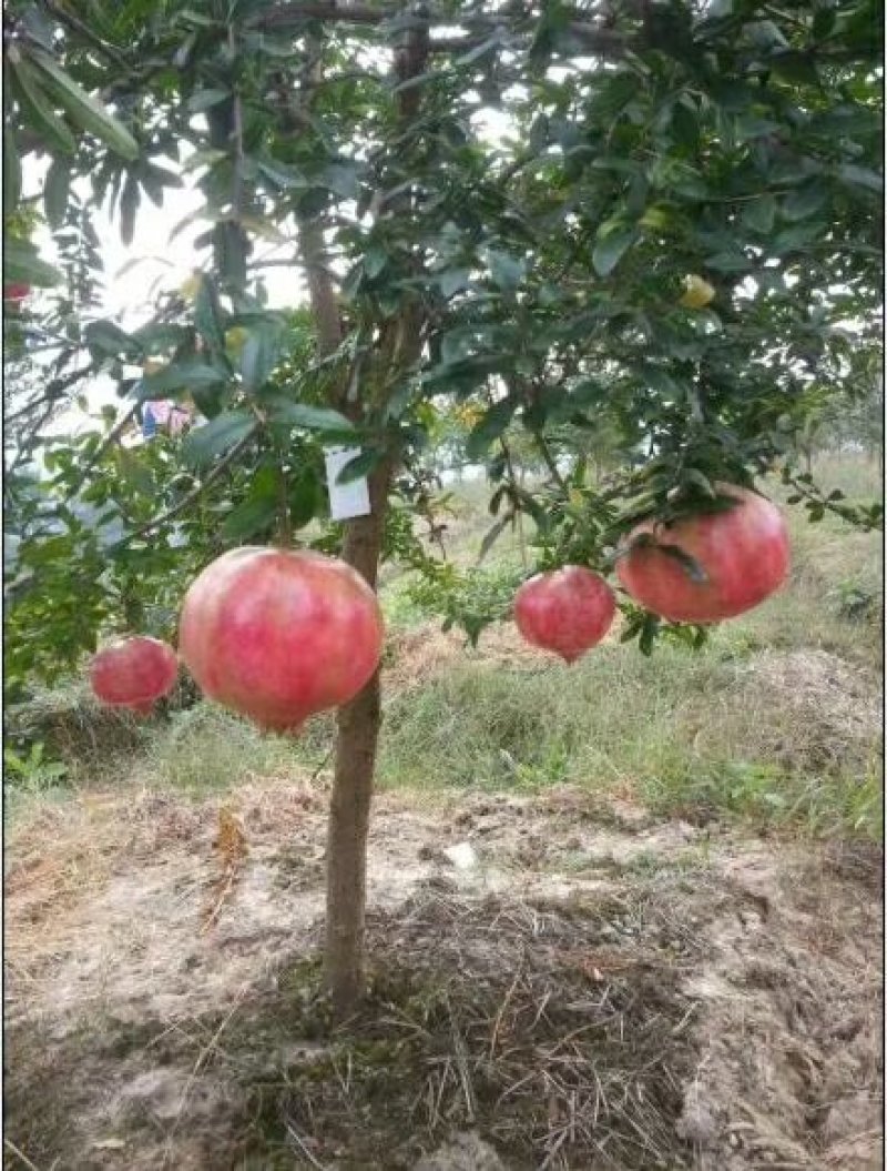 突尼斯软籽石榴树苗嫁接苗40~50cm