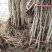 突尼斯软籽石榴树苗嫁接苗40~50cm