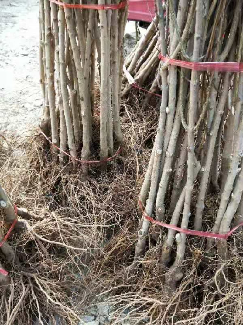 突尼斯软籽石榴树苗嫁接苗40~50cm