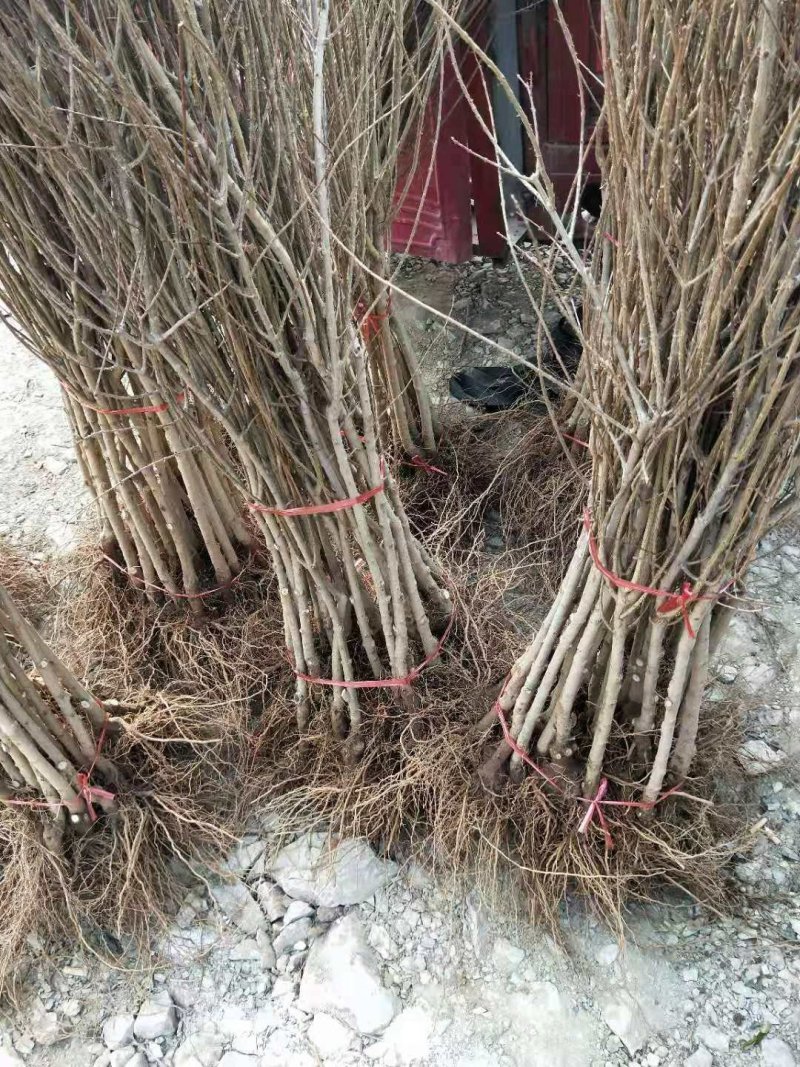 突尼斯软籽石榴树苗嫁接苗40~50cm