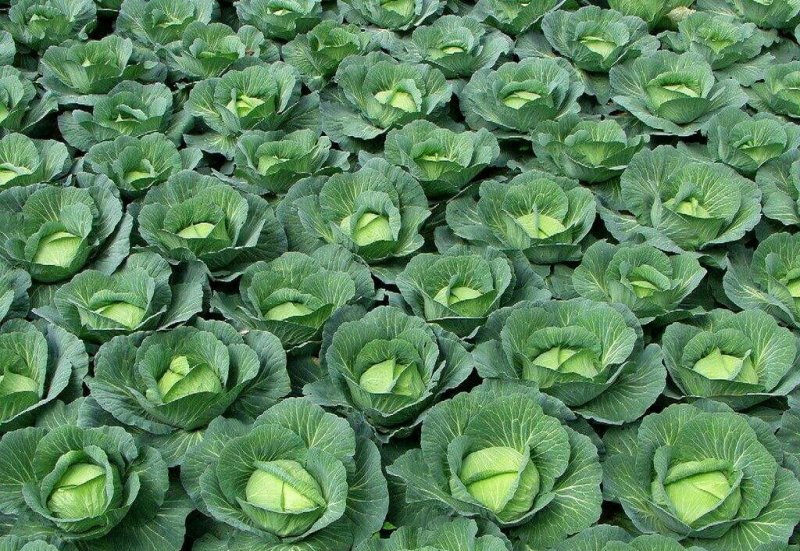 陕西莲花白、包菜圆包菜扁包菜甘蓝代发全国