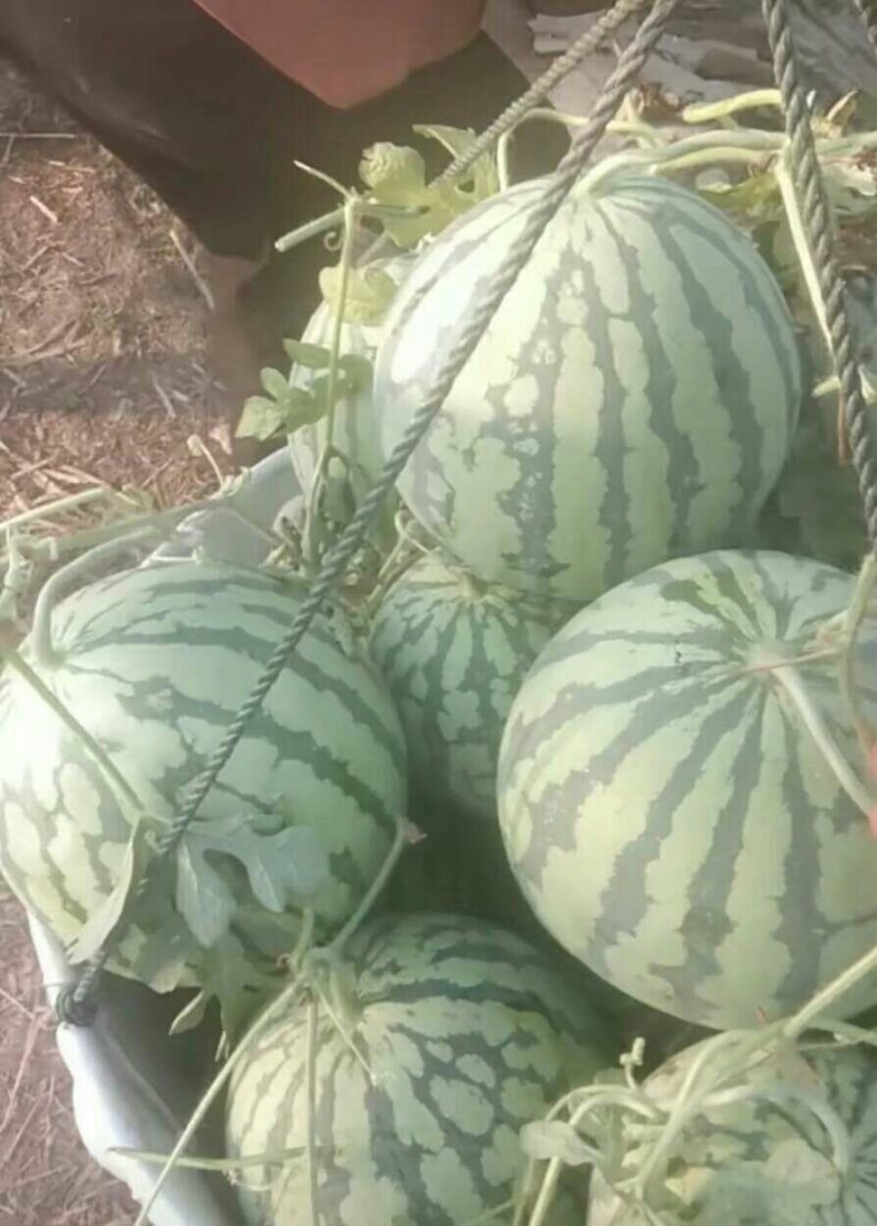 美都西瓜，酥脆香甜，正大量上市，质量保证，发货快