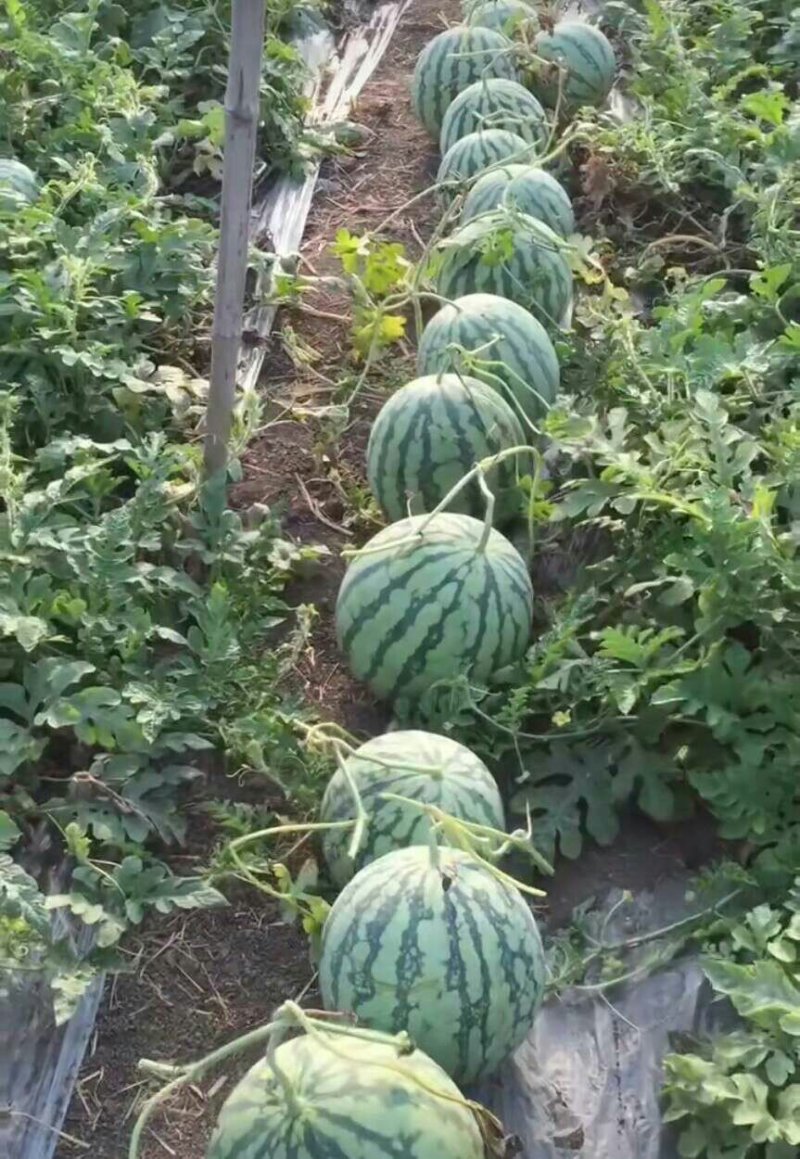 美都西瓜，酥脆香甜，正大量上市，质量保证，发货快