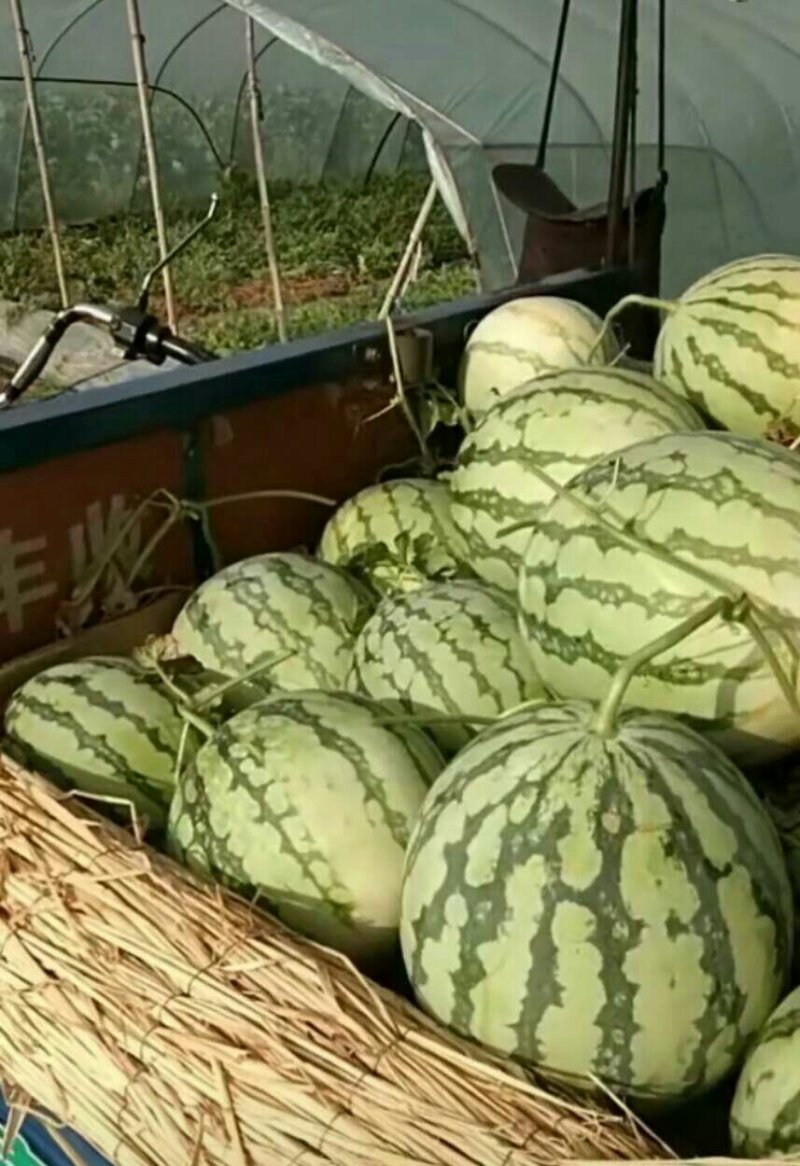 美都西瓜，酥脆香甜，正大量上市，质量保证，发货快