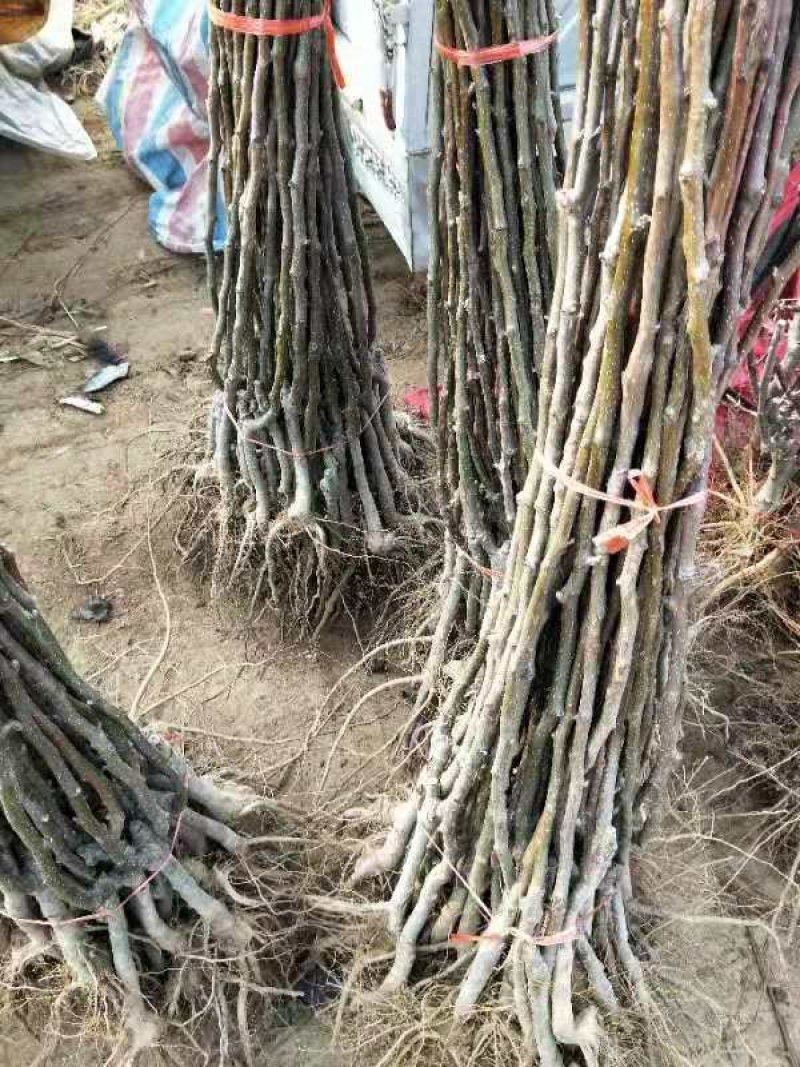 绿宝石梨树秋月梨苗品种丰富规格齐全基地直销一手苗圃