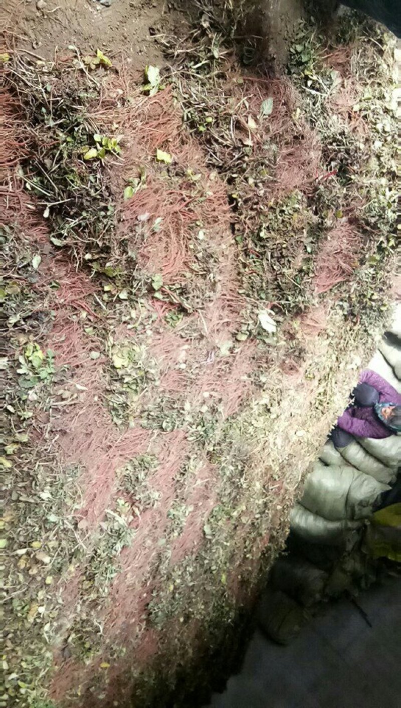 安徽丹参苗，改良丹参苗，成活率高产地直发品质保证