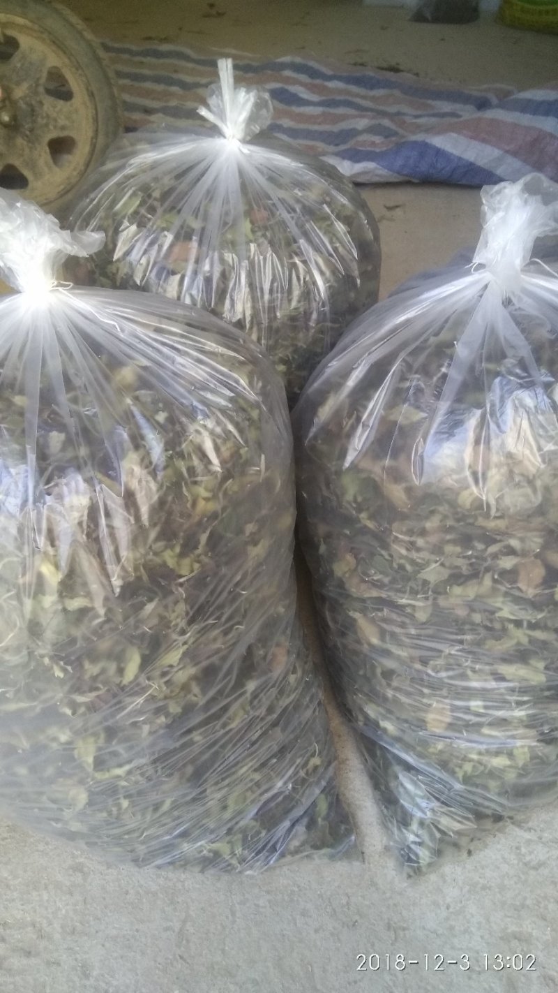 政和范屯白茶自己种植加工