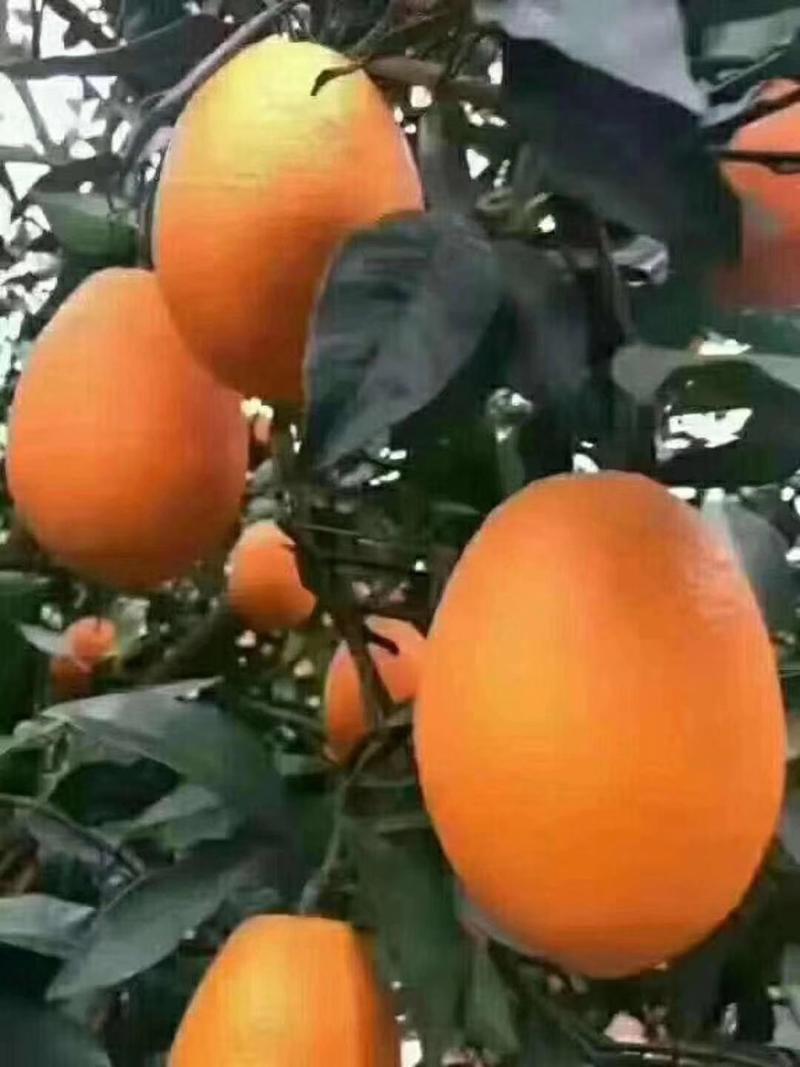 秭归长虹脐橙纽荷尔脐橙产地一手货源保质保量