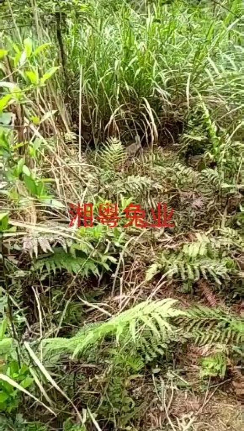 湖南兔子杂交比利时种兔肉兔兔子养殖回收包技术