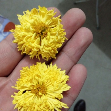 婺源黄菊
