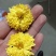 婺源黄菊