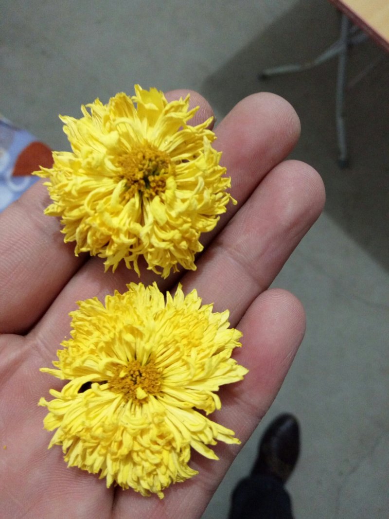 婺源黄菊