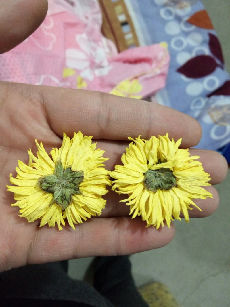 婺源黄菊
