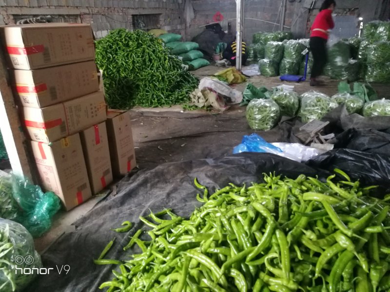 潍坊产地农产品直供（秋季大棚鲜辣椒大量供应）品种齐全量大