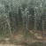 嫁接烟富8红富士苹果树苗，基地直销1-5公分粗度