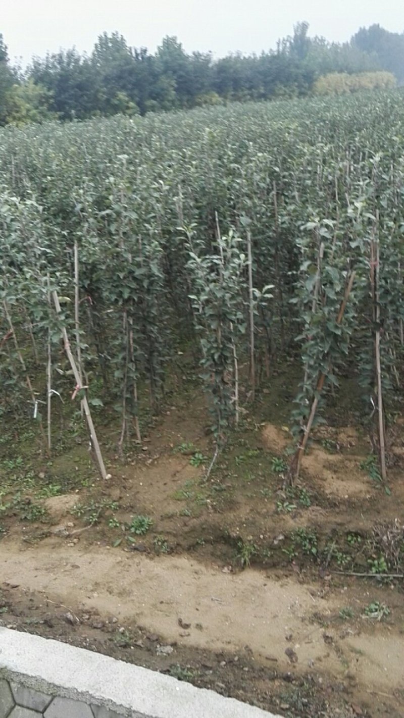 嫁接烟富8红富士苹果树苗，基地直销1-5公分粗度