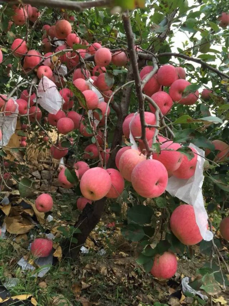 嫁接烟富8红富士苹果树苗，基地直销1-5公分粗度