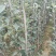 嫁接烟富8红富士苹果树苗，基地直销1-5公分粗度