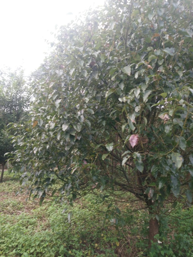 供樟树六年六到八公分