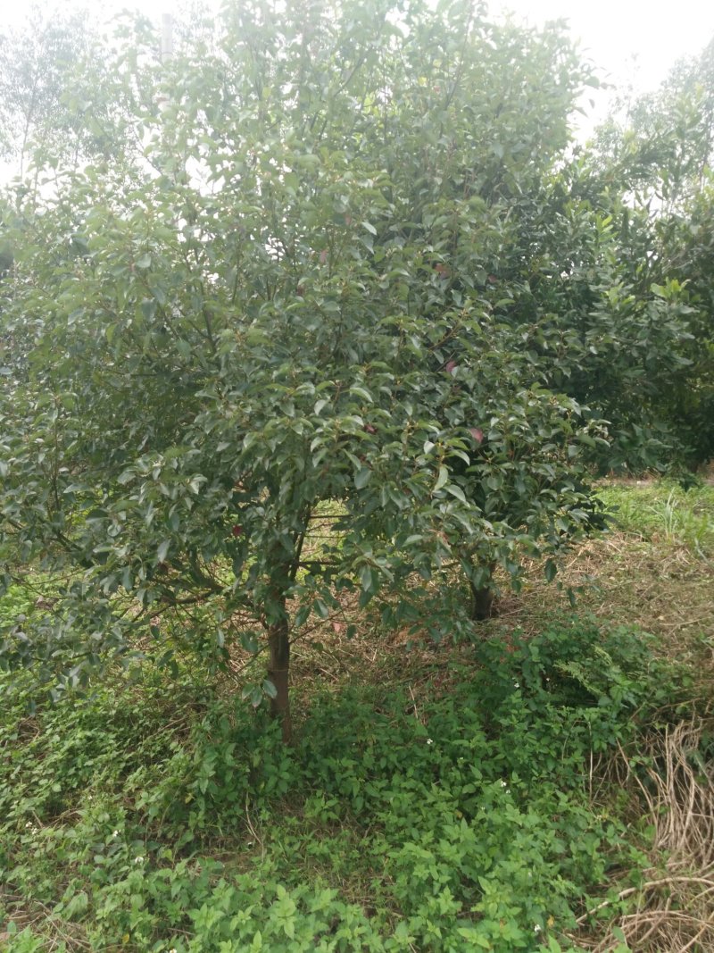 供樟树六年六到八公分