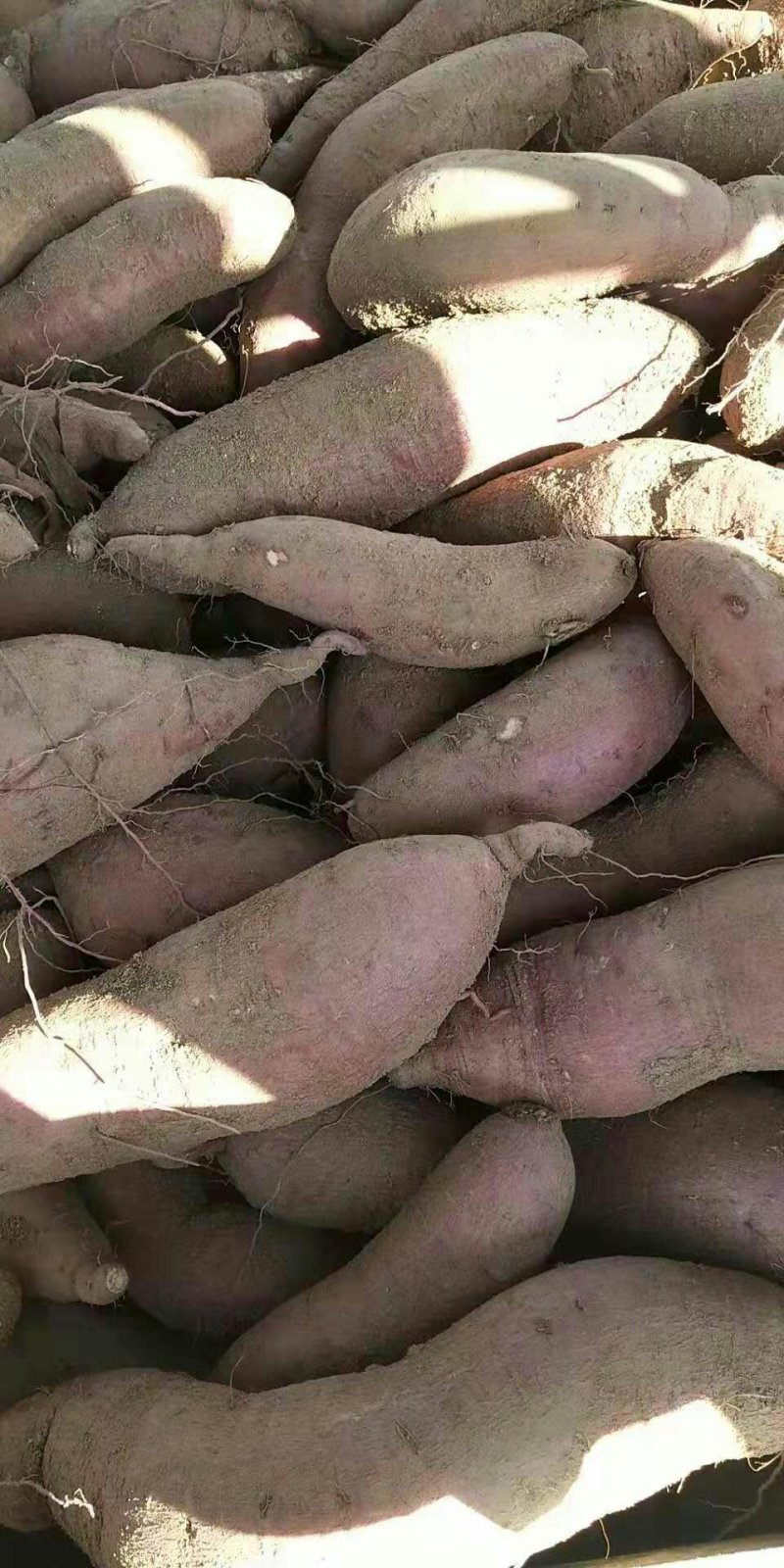烟薯25:红薯批发山窖货，价格美丽一手货源充足发全国各地