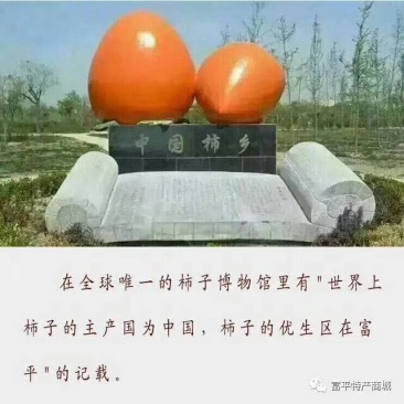 富平特产柿饼