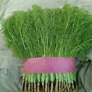 叶菜类