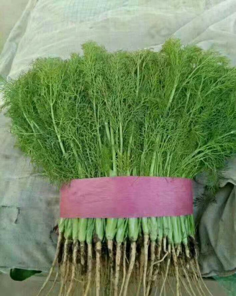 叶菜类