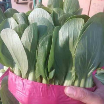叶菜类