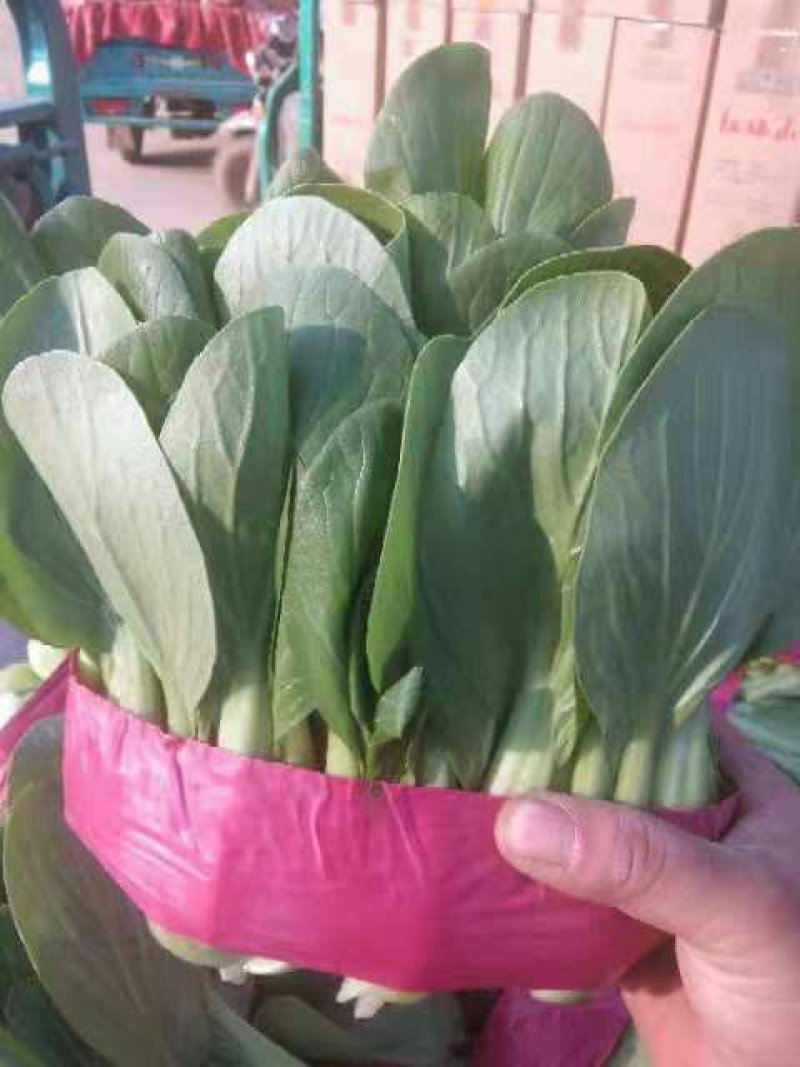 叶菜类