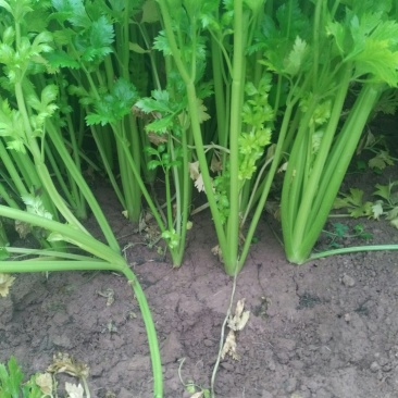 砀山县大棚，芹菜大量上市。