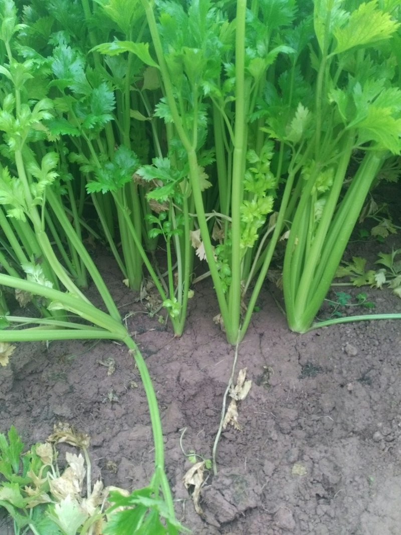 砀山县大棚，芹菜大量上市。