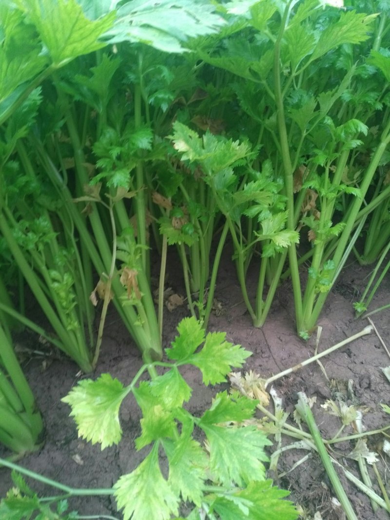 砀山县大棚，芹菜大量上市。